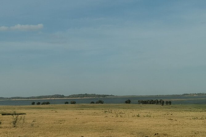 Full Day Tour to Dambulla, Sigiriya, Elephant Safari From Colombo - The Sum Up