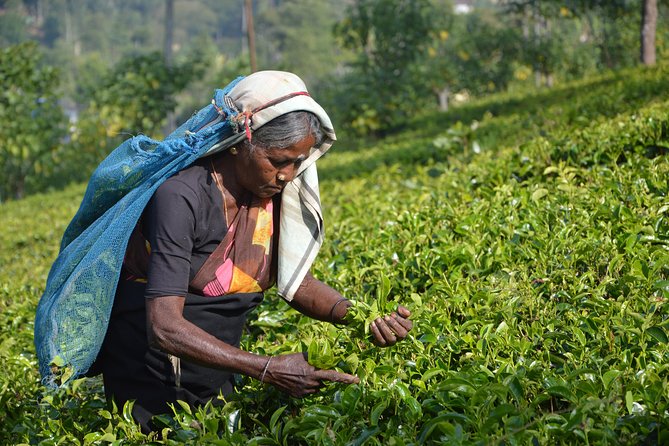 Glorious Ceylon (13 Days) - Cultural Immersion