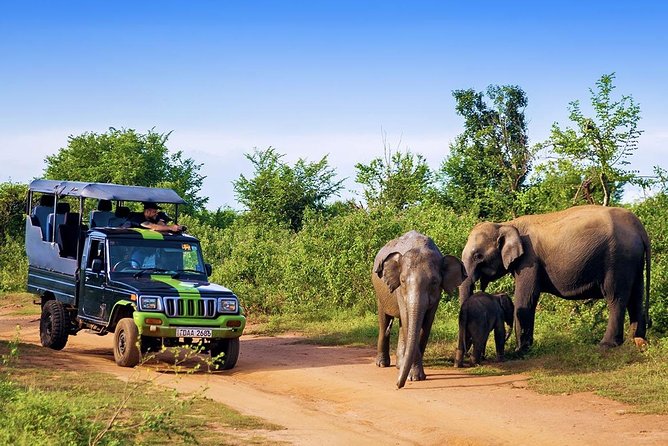 Half Day Udawalawe National Park Safari (Entrance + Lunch) - Price, Booking, and Guarantee