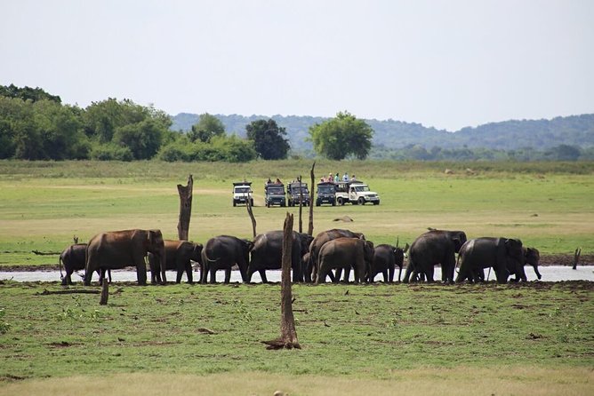 Hurulu Eco Park Private Safari - Professional Chauffer Guide Provided