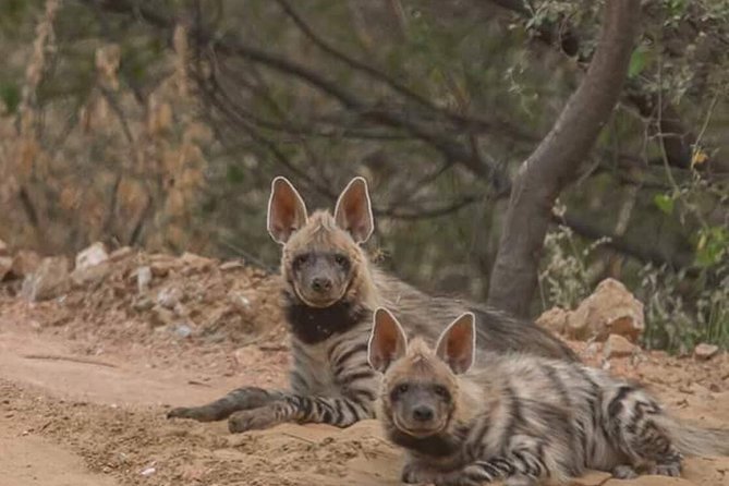 Jaipur Half Day Jhalana Leopard Safari - Pickup Points and Details