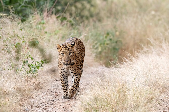 Jaipur to Ranthambore, Golden Triangle & Tiger Safari Tour - Exclusions and Optional Activities