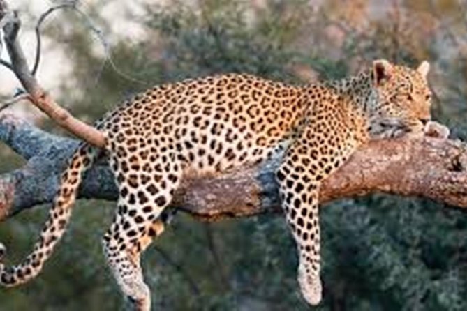 Jhalana Safari Park Leopard- One Jungle Jeep Safari And One Night Stay In Hotel - Important Notes and Cancellation Policy
