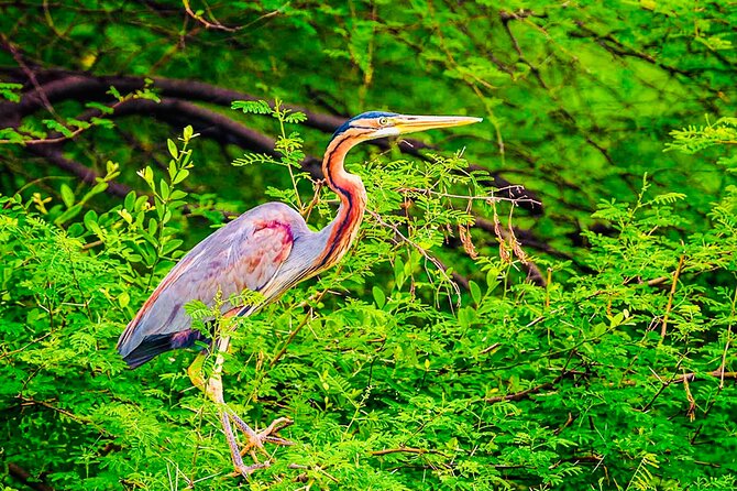 Kalametiya Bird Sanctuary Catamaran Bird Watching Tour - Additional Information
