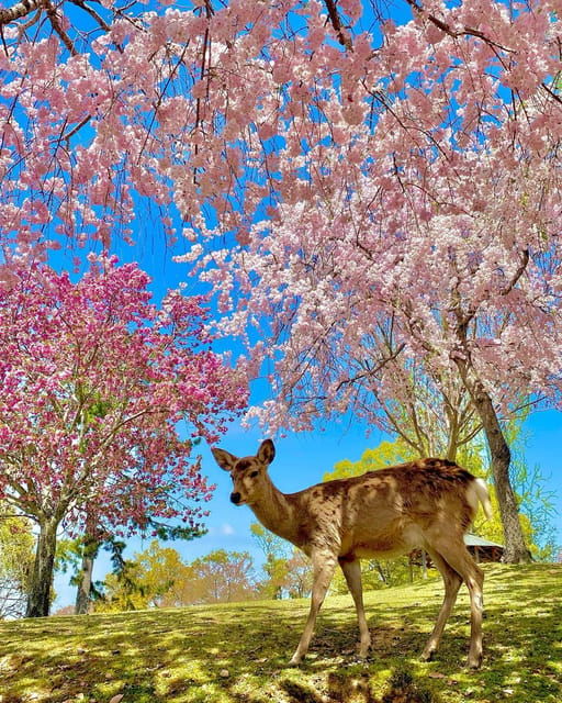 Kansai 10-Hour Chartered Day Trip｜Nara City - Suggested Routes for Exploration