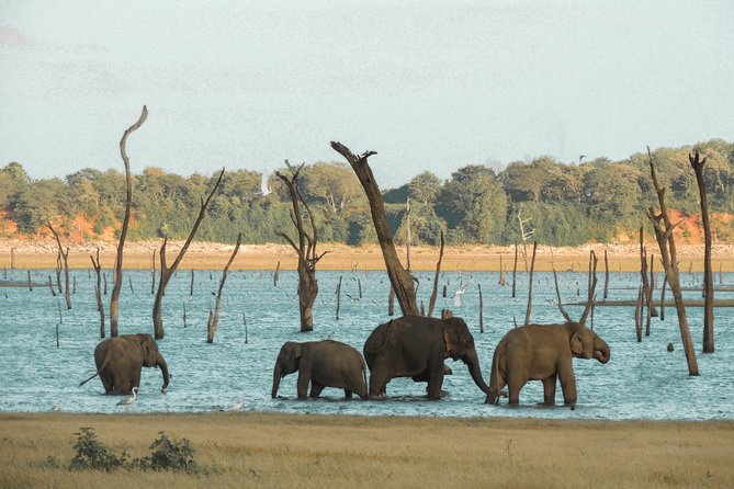 Kaudulla National Park Private Safari - Logistics and Meeting Point