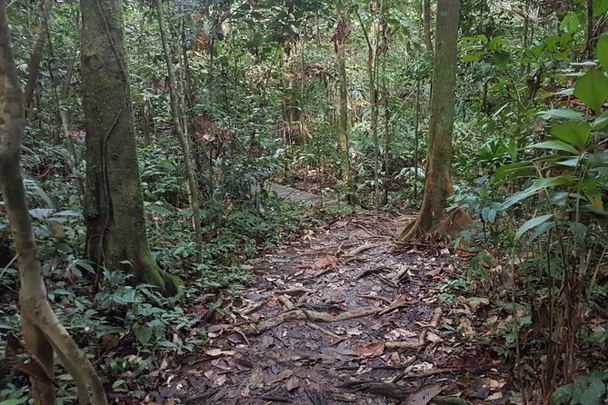 Kuching Kubah National Park - Expert Tips and Recommendations