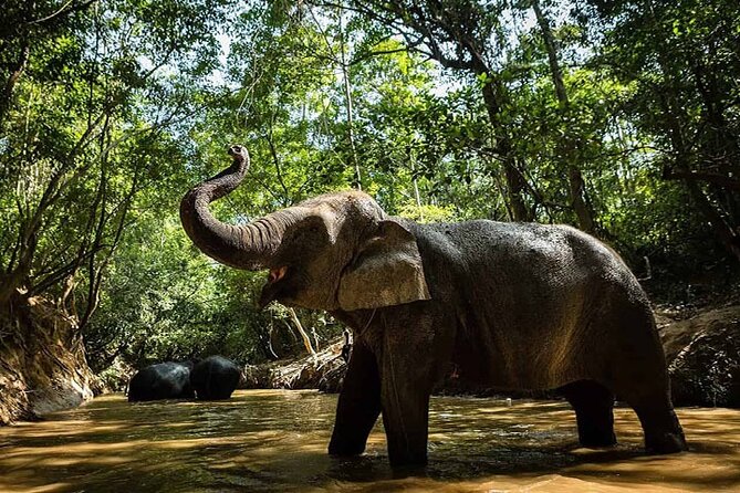 Kulen National Park Tour With Kulen Elephant Forest - Important Considerations and Tips