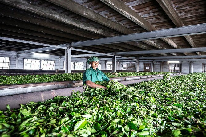 Liptons Seat and Dambatenna Tea Factory Day Tour From Ella - Frequently Asked Questions