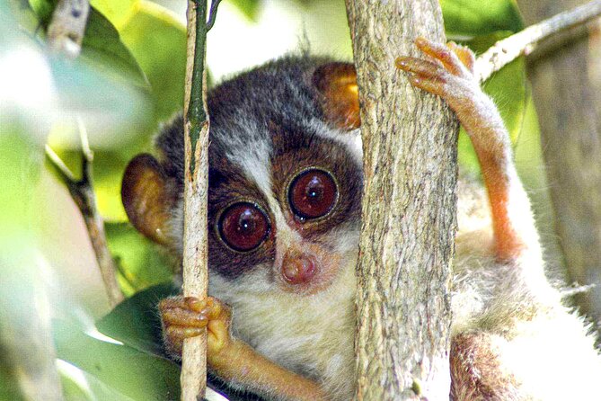 Loris Watching From Polonnaruwa - Tour Expectations