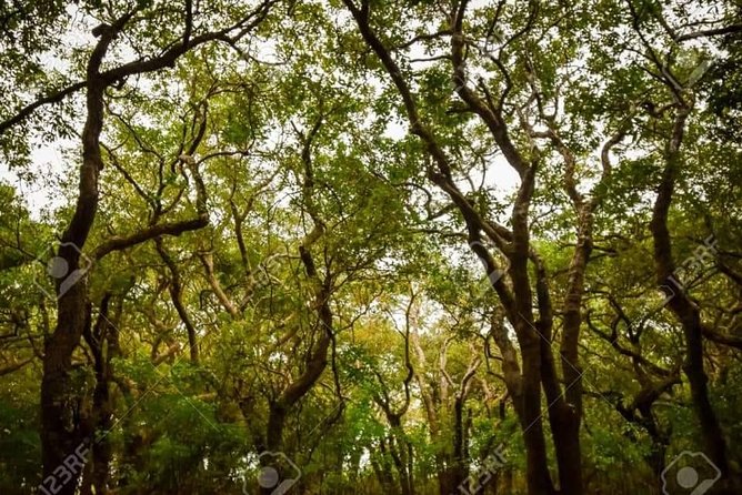 Mechrey Floating Village Tour & Mangrove From Siem Reap - Special Offer & Price Details