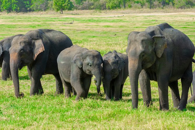 Minneriya National Park Private Safari From Habarana - Additional Information