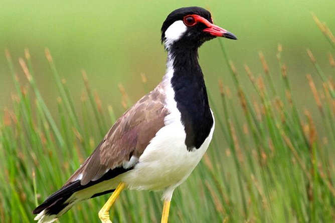 Muthurajawela Bird Watching Boat Tour - Additional Information