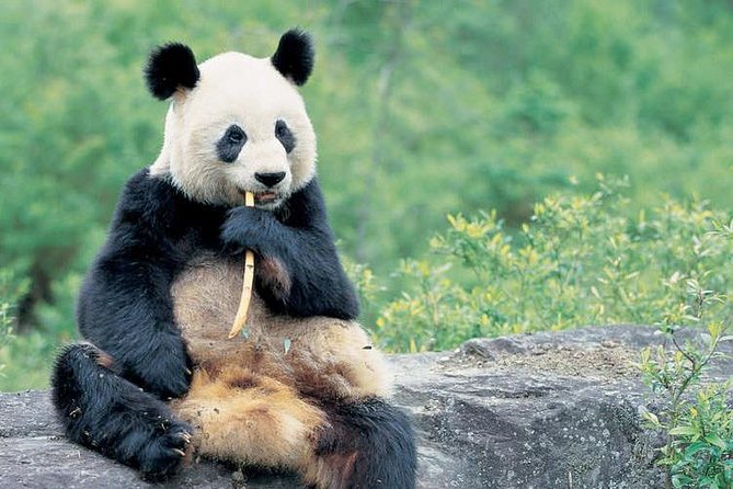 One Day Family Trip With Kids:Panda Visit and Culture Activities Experience - Pickup Information