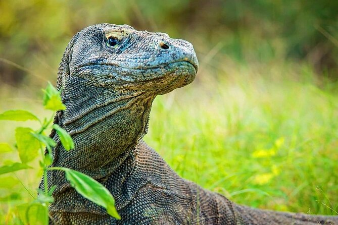 One Day Komodo Tour & Snorkeling by Speedboat - Cancellation Policy