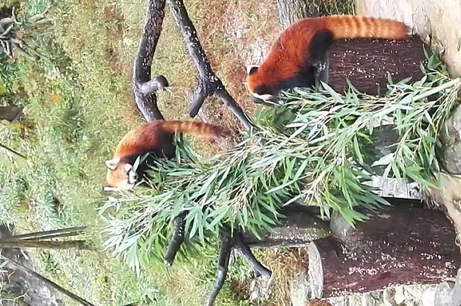 Private Chengdu Panda Base Day Tour by Round-Way Flight From Shanghai - The Sum Up