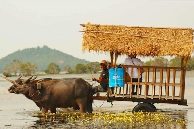 Private Countryside With Buffalo Cart Tour - Half Day - The Sum Up