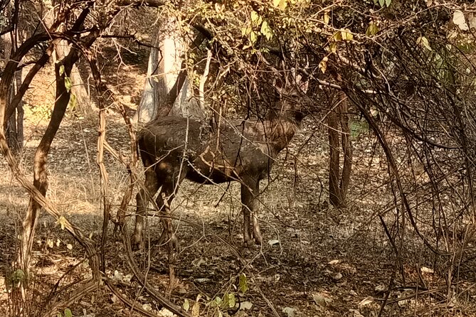 Private Full Day Outdoor Activities in Jaipur With Tickets - Frequently Asked Questions