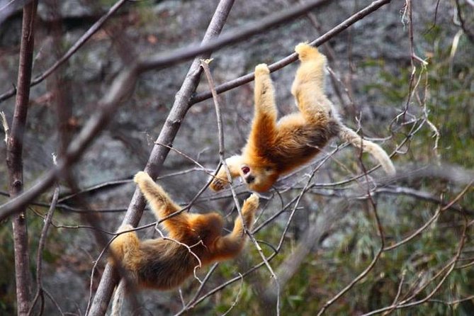 Private Half-Day Tour of Xian Panda Animal Protection Park - Directions and Secure Booking
