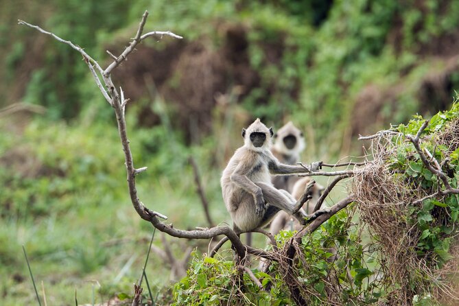 Private Tour Bundala National Park Safari From Hambantota - Pickup Details