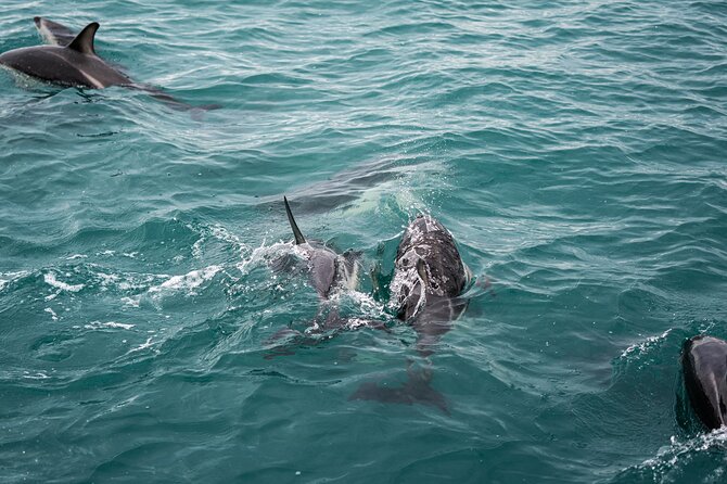 Private Tour Whales&Dolphin Watching Incl Handunugoda Teafactory - The Sum Up