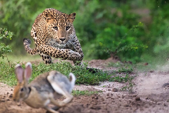 Safari Expeditions in Wild Wonders of Yala - Accessibility and Health Considerations