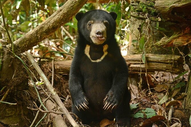 Sepilok Orang Utan, Labuk Bay Proboscis Monkey and Sun Bear Tour - Important Notes