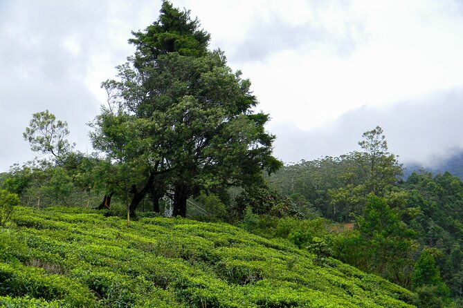 Single Tree Hill Hike From Nuwara Eliya - Hike Duration and Destination