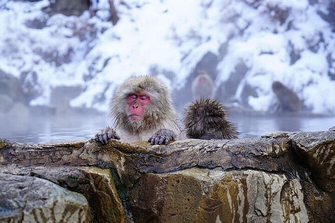 Snow Monkey and Zenkoji Temple Sake in Nagano Full Day Tour - Booking Information