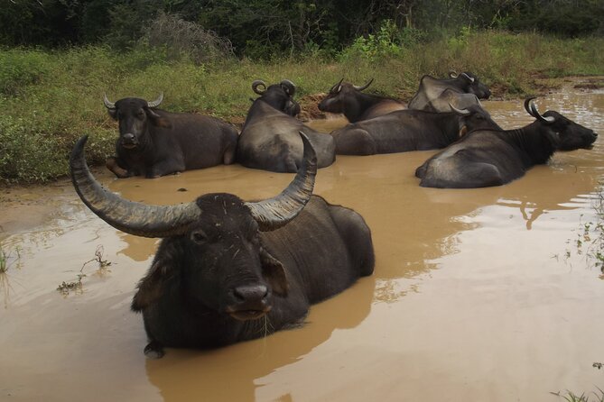 Special Yala Safari Tour From Hambantota Port - Booking and Cancellation Policy