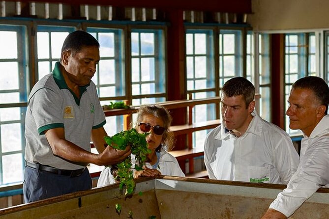 Tea Plucking and Tea Factory Tour From Kandy - Accessibility Features