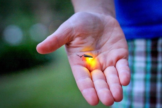 The Fascinating Kuala Selangor Fireflies Tour With Dinner - Payment and Booking Information