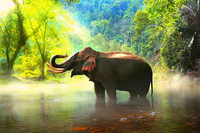 Tiger Reserves From Mumbai: a Luxury Wildlife Tour to Jim Corbett National Park - Pricing and Booking
