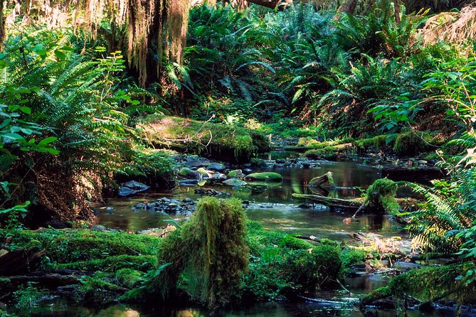 Trekking in Sinharaja Rainforest - Equipment and Attire