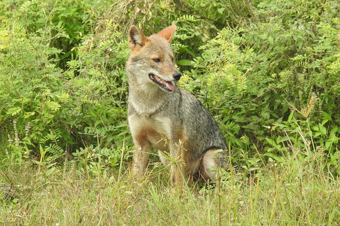Two Day Yala National Park Tour - Opening Hours