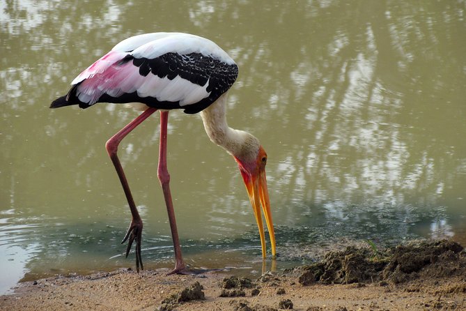 Udawalawe National Park Jeep Safari & Elephant Transit Home- One Day Trip - Pickup and Drop-off Details