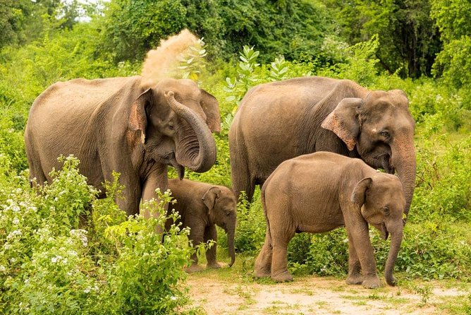 Udawalawe National Park Safari From Beruwala Hotels - Important Notes