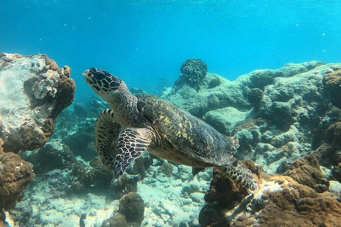 Ukulhas Tour A - 3 Points Snorkeling Tour - The Sum Up