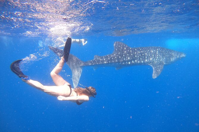 Ukulhas Tour D - Whale Shark Snorkeling & Coral Garden Tour - Tour Details