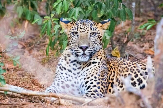 Wasgamuwa National Park Safari From Sigiriya - Pickup Points and Start Time