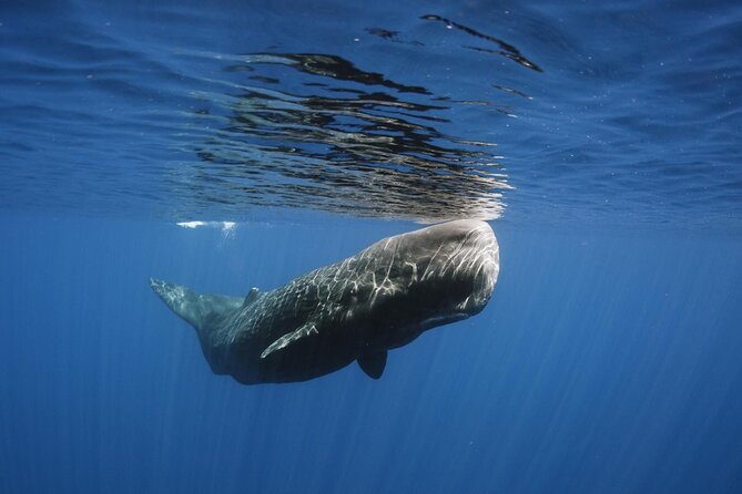 Whale and Dolphin Watching in Kalpitiya - Learn About the Local Ecosystem
