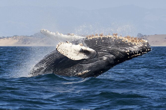 Whale Watching in Mirissa From Colombo - Pickup Information