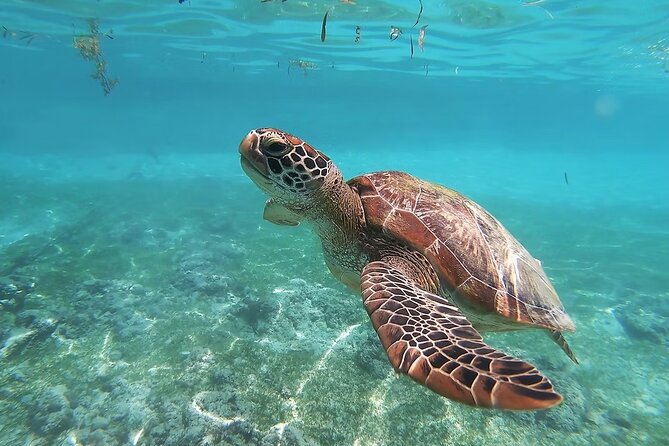 Whaleshark & Sumilon Is and Moalboal Marine Life Snorkeling Tour - Itinerary and Activity Schedule