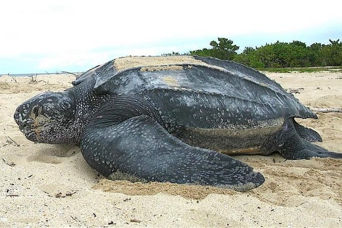 Wild-Life Tour Of Sri Lanka - 10 Days - Cultural Experiences