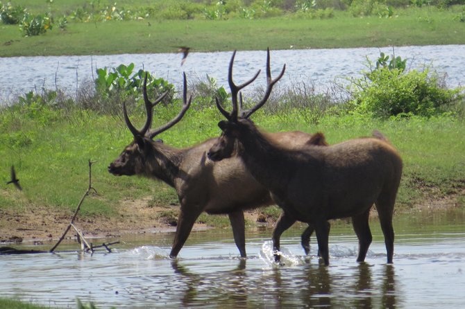 Yala National Park Safari From Ella - Lunch in the Park