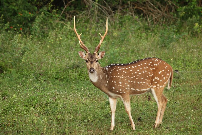 Yala National Park Safari From Udawalawe - Pricing and Booking Options