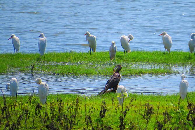 Yala National Park Safari From Unawatuna - Pricing and Booking Information