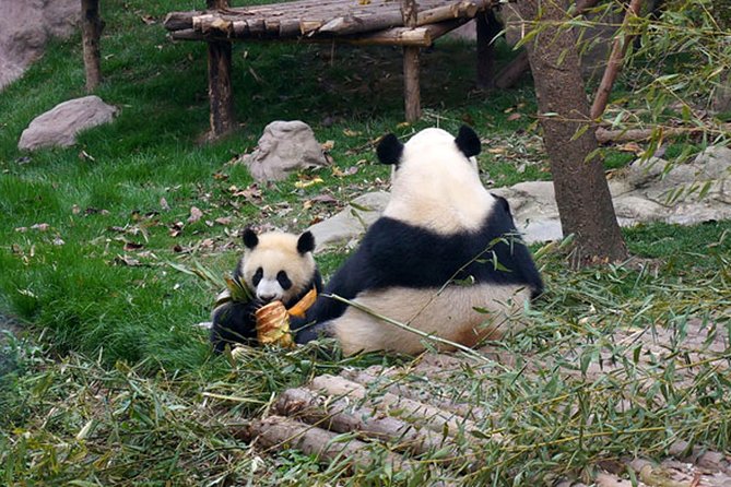 1 Day Giant Panda & Leshan Buddha Private Tour - Cancellation Policy