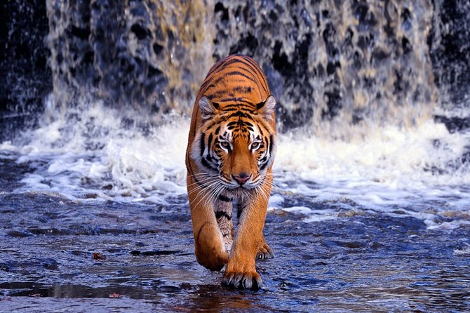 7 Day Golden Triangle With Wildlife(Taj Mahal at Sunrise/Sunrise) - Guided Tours