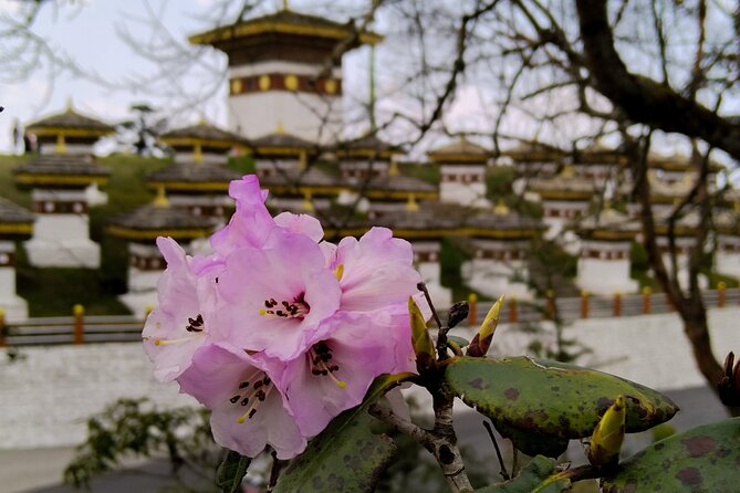 8 Day Cultural Immersion - Pricing and Discounts